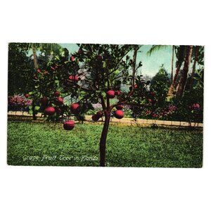 Grapefruit Tree In Florida Vintage Postcard Unused Scenic Fruit Tree Design